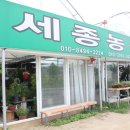 세종시 분갈이 세종농원 식물들이 가득해!