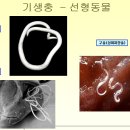 마이펫동물약국 이미지