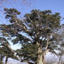 중부-현장-중부-1460 | &lt;100대 명산&gt;태백 태백산 산행기...강원도 태백시,영월군,경북 봉화군(1,561m)