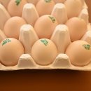 영월동물복지농장 이미지