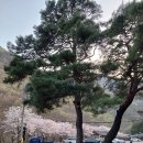운문사 사리암 주차장의 벚꽃과 소나무 ＜삼성 폰 촬영＞ 이미지