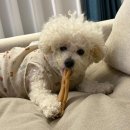 멍멍's | 강아지 습식캔 간편하게 한 끼 뚝딱 약 먹이기도 좋은 멍멍팔팔 꼬꼬푸딩 후기