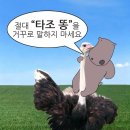 꽃길 걷는 고양이 | 후의 즐거운 스물두번째 일기
