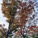 오하라 Daum카페
