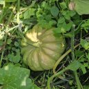 비아장터 이미지