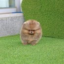 퍼피 비비드 이미지