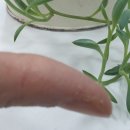 손데렐라콜라겐핸드케어로 지키는 나의 손관리 힙스 핸드크림추천 좋아요~~