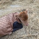 금이목장 이미지