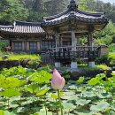 영천 귀애정 | [2년 전 오늘] 영천 귀애정 귀애고택 연꽃 홍련 그리고 귀애정 귀애공 이야기