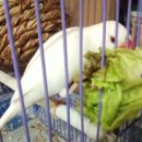 성해목장 이미지