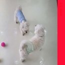 하이 멍뭉아 | 구로애견미용 하이 멍뭉아, 우리 아이를 위한 최고의 돌봄 서비스!