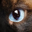 내방동물병원 이미지