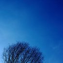 꿈꾸는나무 이미지