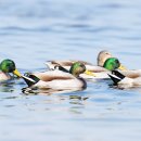 청둥오리 이미지