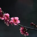 쌀며시
