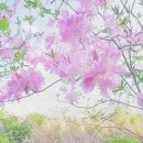 행복한핫도그 이미지