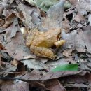 황금개구리 이미지