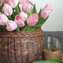 아라스시 이미지