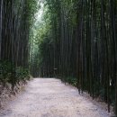 죽림원 | 8월 말에 다녀온 국내 여행지 3곳 추천