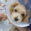 리안 동물병원 이미지