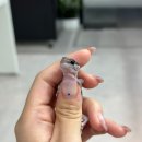 샵펫 강아지분양 울산점 | [울산 파충류샵 / 대구 파충류샵 뉴런쥬라기] 꼬리 통통 펫테일게코 다양한 모프 분양중입니다🦎 펫테일...