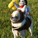 루이애견 이미지