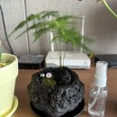 [선물하기 좋은 식물 추천]플랜팁:인테리어와 선물하기 좋은 아기자기한 아스파라거스나누스 내돈내산 후기