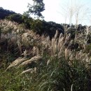 이안숲속야영장 이미지