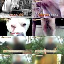 동물농장 이미지