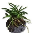 소엽풍란 석부작 작품 만들어 보세요 이미지