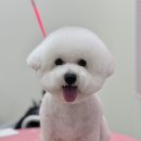 코코 반려견샵 이미지