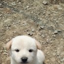 영풍농장 이미지