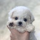 브라비 펫케어 이미지