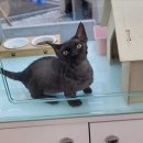 펫엔글라이더본점&로던트클럽 광주 네이버블로그