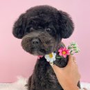 명지애견 이미지