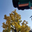 임고서원의 은행나무 이미지