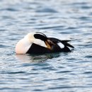 EIDER