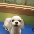 개네마을 이미지