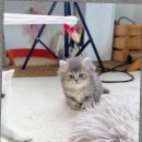 캣스토리 고양이분양 일산본점 이미지