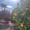 훈식 | 제주도 알려지지 않은 동백꽃 명소 <훈식이네동백밭> 방문 후기/입장료 무료