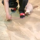 고양이네 생선가게 | 수원역 고양이카페 힐링하기 좋은 곳 고양이네생선가게