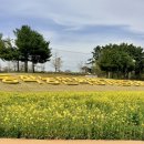 동학농민혁명기념공원 | 정읍 가볼만한곳 동학농민혁명기념공원 노란 유채꽃 봄 산책길