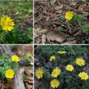 야생화 민박 이미지