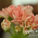 모이라 이미지