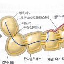 2권 32장 식물학 p.413 반세포 이미지