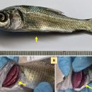 카틀라(남아시아 주요 잉어, Labeo catla)의 아가미 기생 Myxobolus bengalensis 이미지