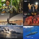 아라파니 이미지