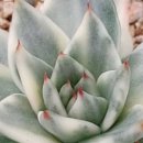 마더스 가든 이미지