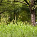 강아지풀 이미지