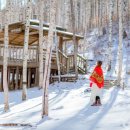 자작나무 숲 이미지